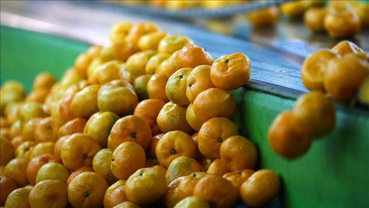 İran Azərbaycan üzərindən sitrus meyvə ixracını artırmaq niyyətindədir