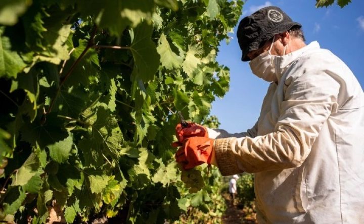 Üzüm bağları kəsiləcək, şərablar etanola distillə olunacaq- FERMERLƏRƏ 200 MİLYON AVRO ÖDƏNİLƏCƏK