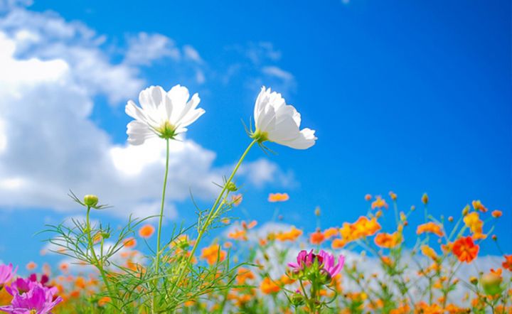 Sabahın hava proqnozu açıqlandı